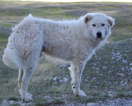 Abruzzo-Maremma Sheepdog
