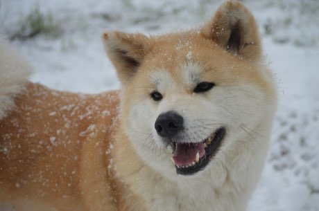 Adult Akita