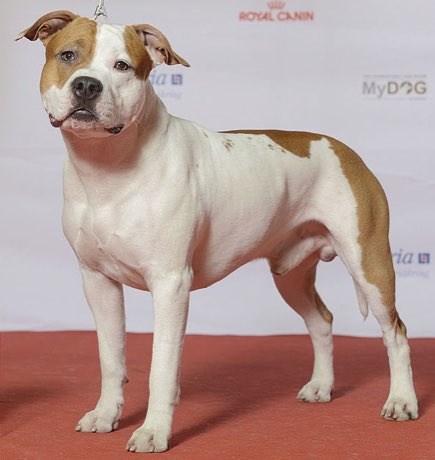 Adult American Staffordshire Terrier