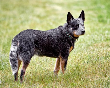 Adult Australian Cattle Dog