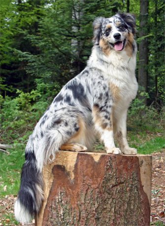 Adult Australian Shepherd