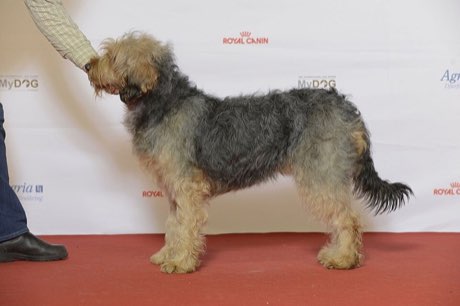 Barak hound