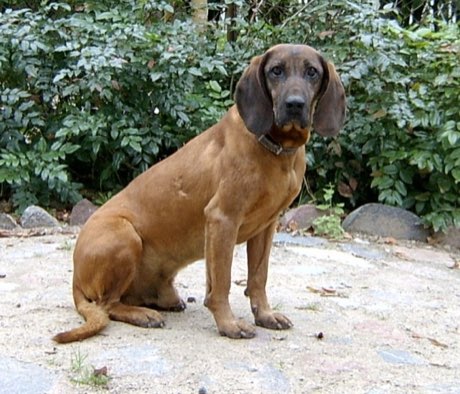 Bavarian Mountain Hound
