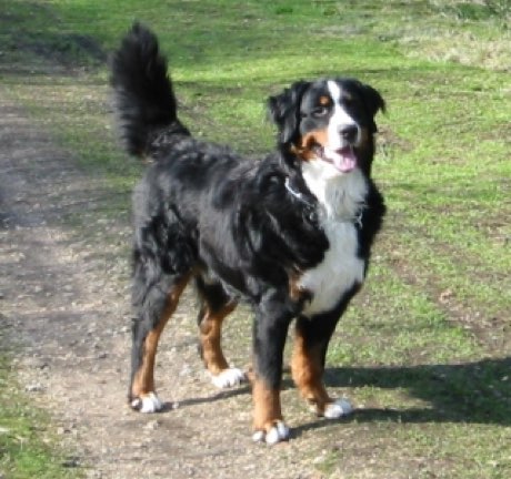 Adult Bernese Mountain Dog