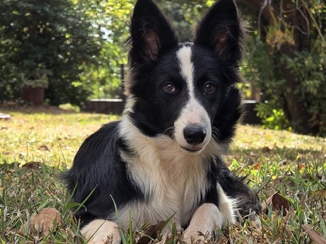 Adult Border Collie