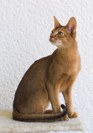Adult Abyssinian