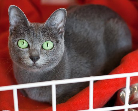 Adult Korat