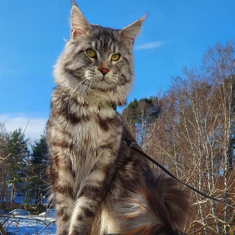 Adult Maine coon