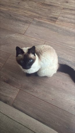 Adult Siamese