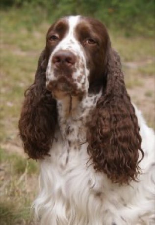 Adult English Springer Spaniel