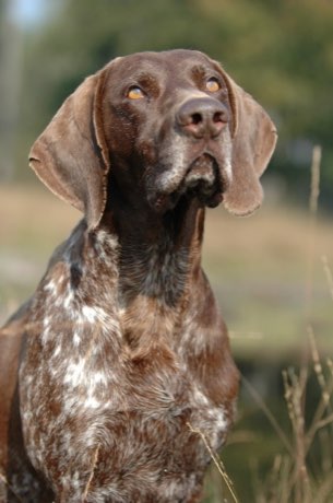 Adult German Shorthaired Pointer
