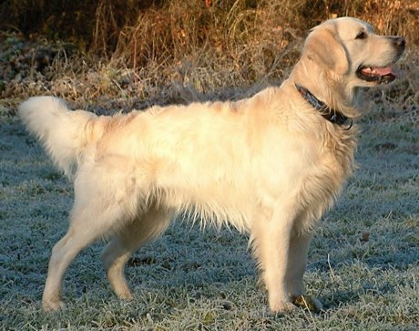 Adult Golden Retriever