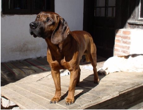 Hanover Hound