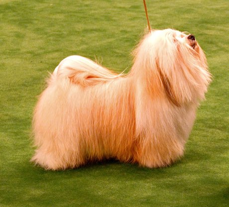 Adult Havanese