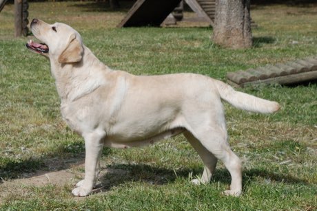 Adult Labrador Retriever
