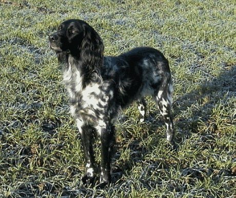 Large Münsterländer