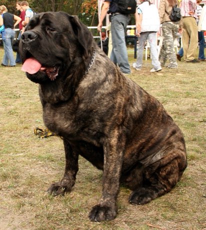 Adult Mastiff