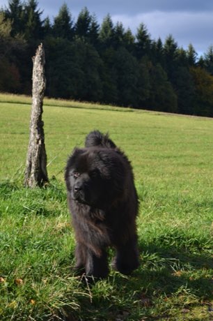 Adult Newfoundland