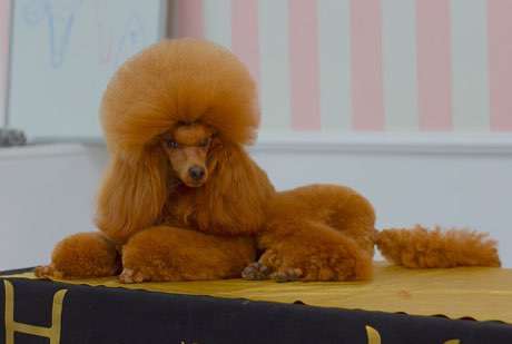 Adult Miniature Poodle