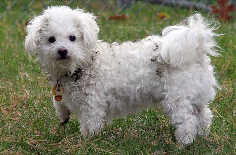 Adult Toy Poodle