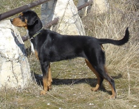 Transylvanian hound