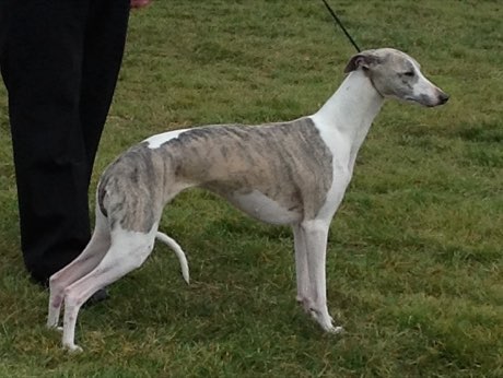 Adult Whippet