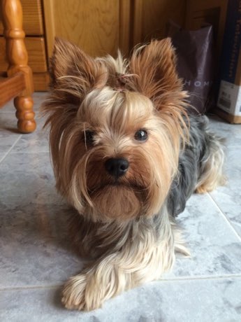 Yorkshire Terrier